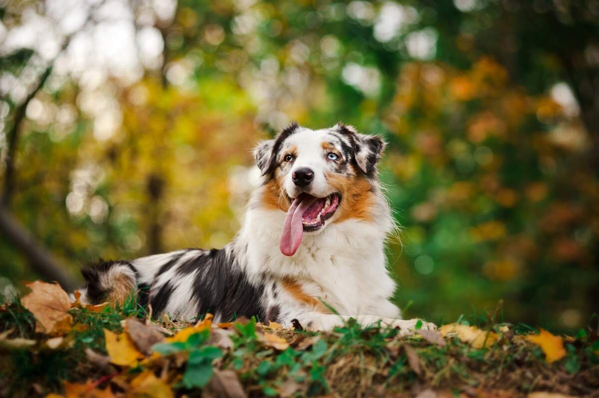Австралийская овчарка.