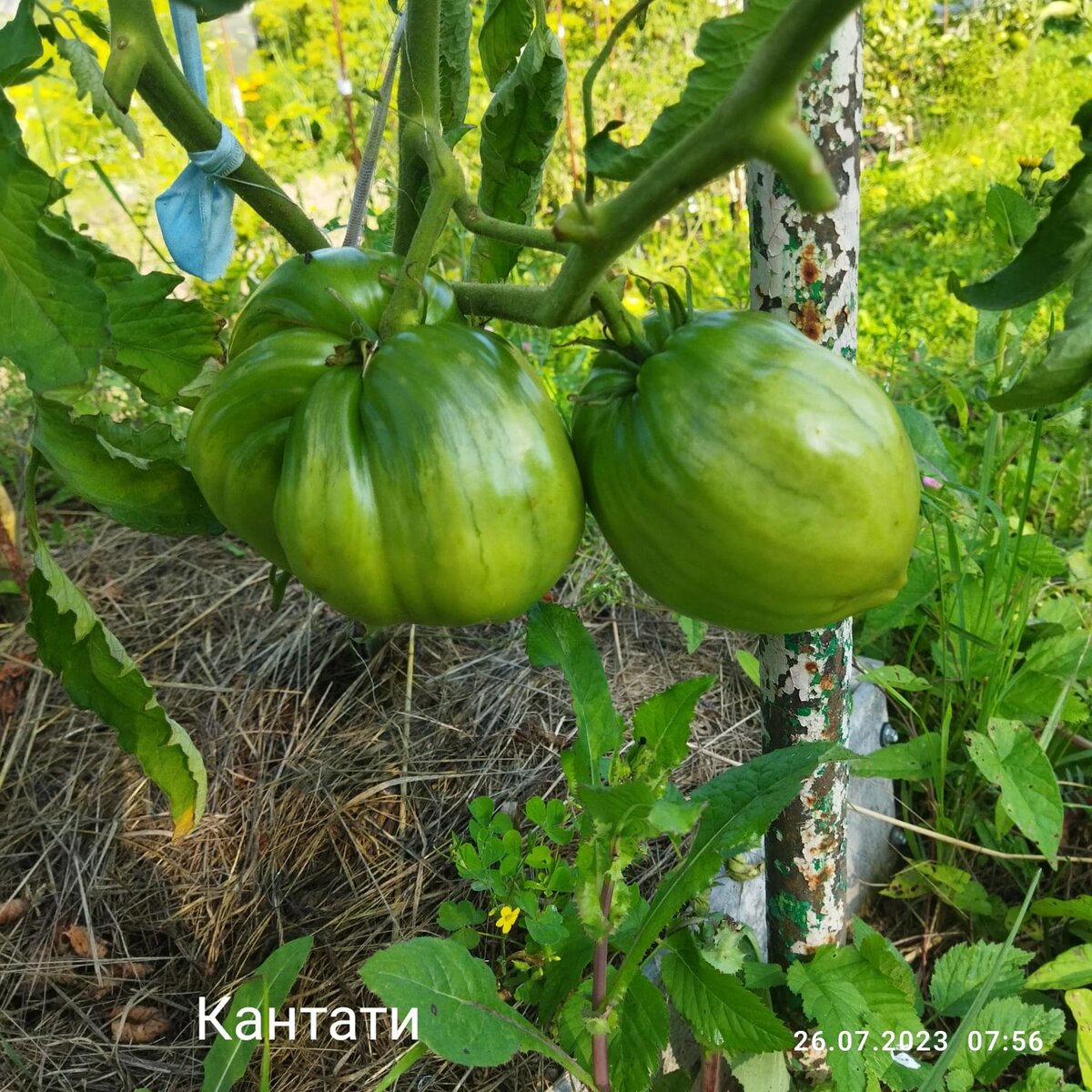 Дозаривание помидор. Какие снимать, как и куда положить краснеть/доспевать  | Наталья37 и мой огород для души | Дзен