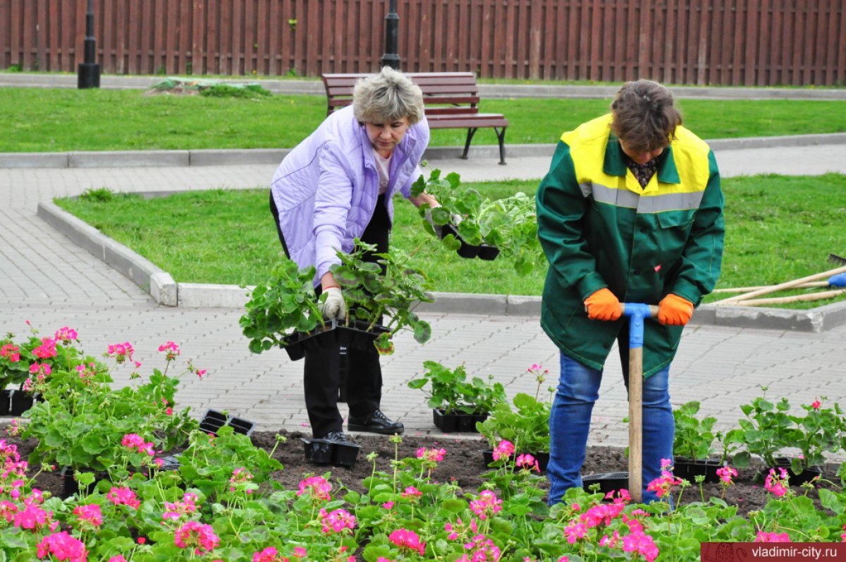    Владимир в цвету: МКУ «Благоустройство» продолжает озеленение города