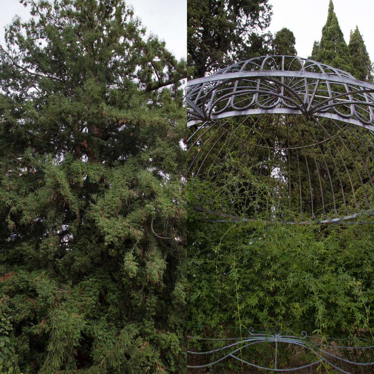 Дуб  пушистый/плющ, вплетенный в  беседку