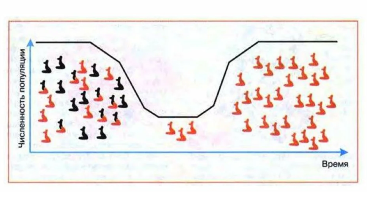 Смысл эффекта "бутылочного горлышка" в эволюции видов