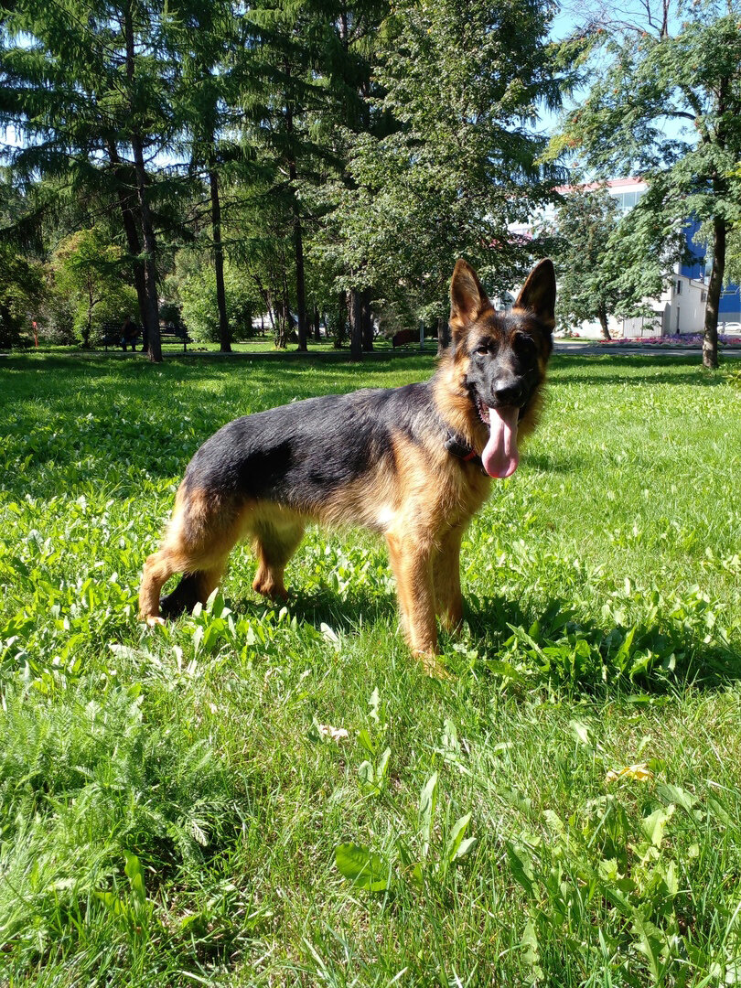 Асгерт, 30 июля 2023 года, гуляем в парке. Фото автора. 