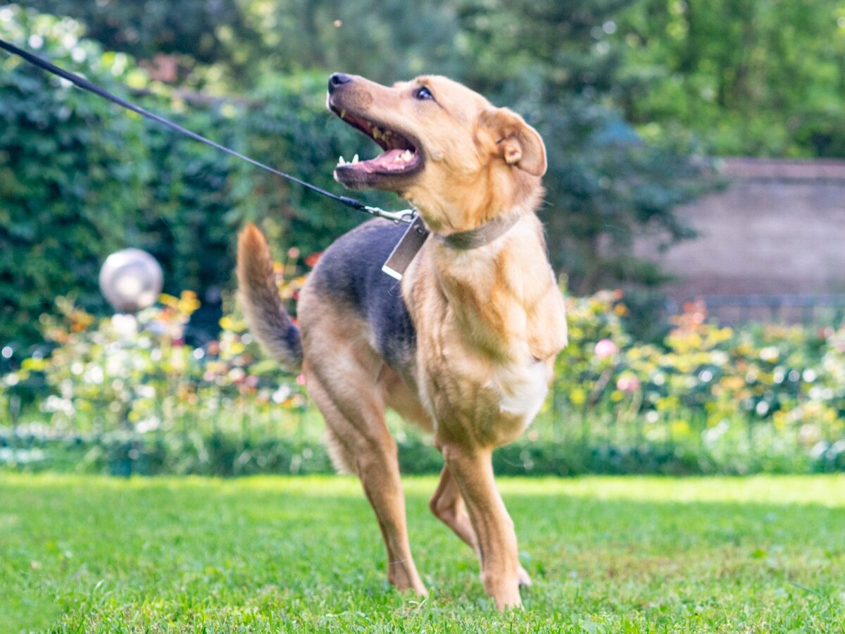 Линда дождалась, когда пришёл Хусейн и тут же превратилась в собаку-улыбаку