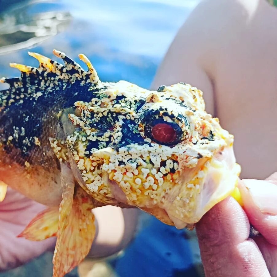 Редкий вид скорпен в чёрном море