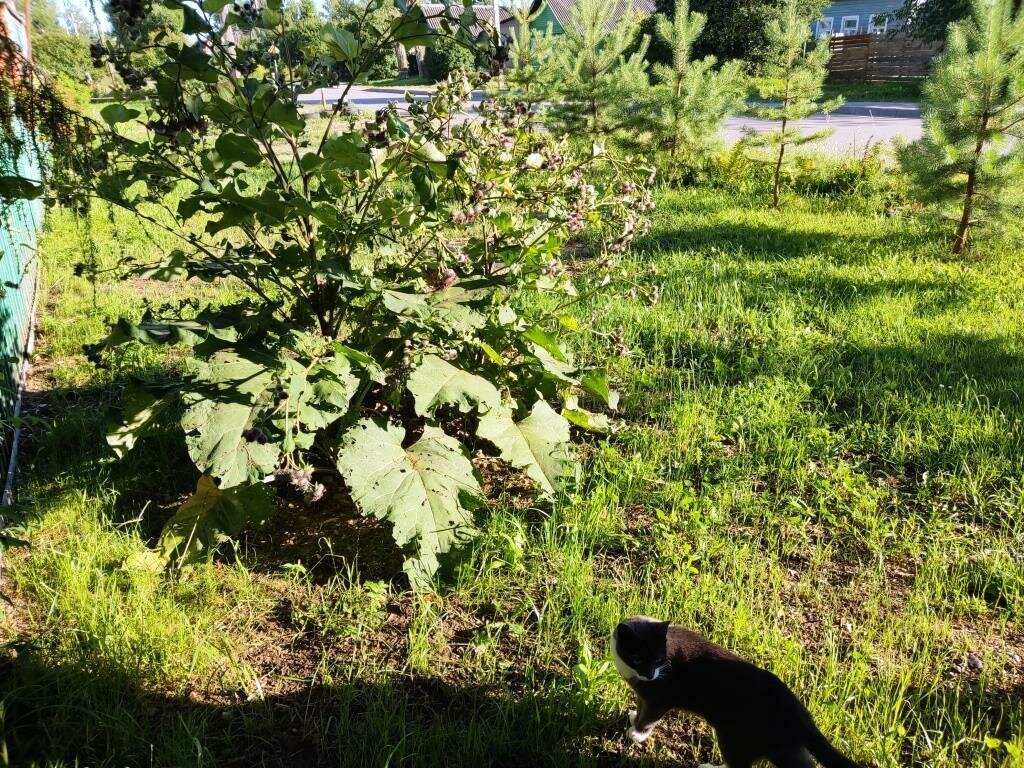 Размеры лопуха на фоне кошки Муськи (кошка внизу).