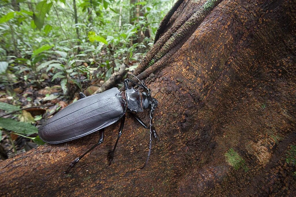 самой большой жук в мире. гигантский жук геркулес. жук дровосек реликтовый. жук-геркулес из коста-рики. жук дровосек реликтовый.