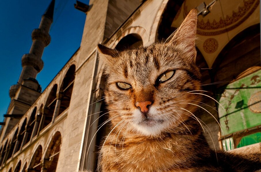 Некоторые ученые считают, что кошки до сих пор не одомашнены, настолько они самостоятельны и непривязчивы