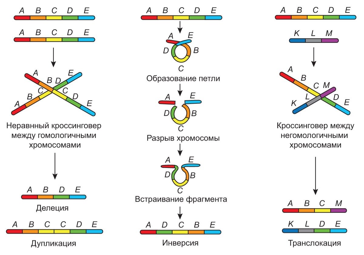 Хромосомные мутации методы генетики. Хромосомные мутации. Внутрихромосомная рекомбинация. Межхромосомная рекомбинация. Генотипический радикал.