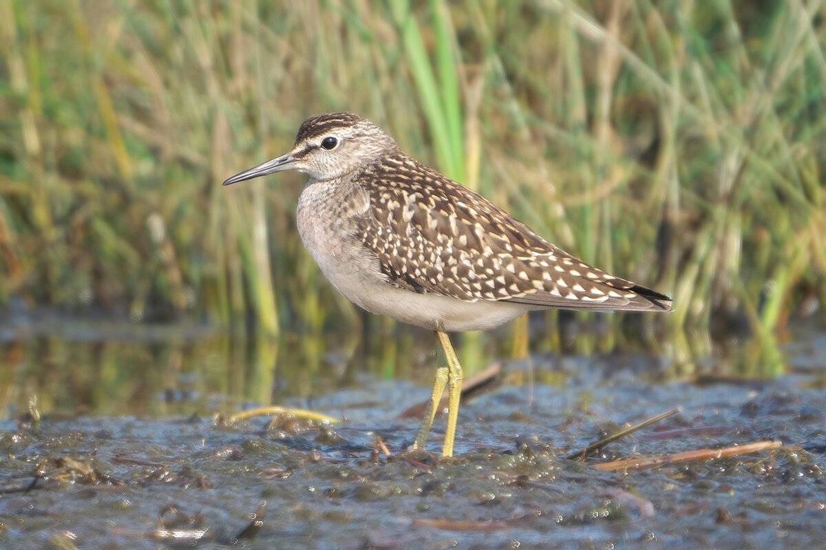 Фото с бесплатного фотоистока https://unsplash.com, автор Andrey Gulivanov