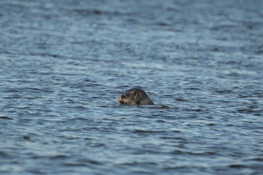 Лахтак в водах Белого моря