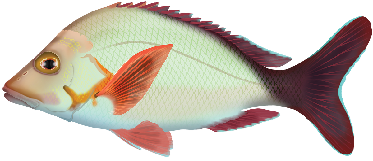 Lutjanus gibbus
