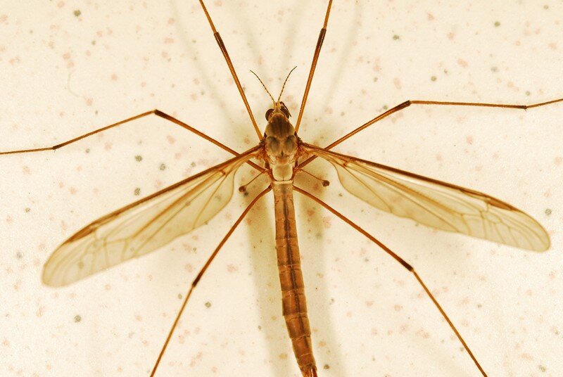 Оранжевый комар. Долгоножка кольчатая. Комар долгоножка. Комар гигант - долгоножка. Личинка комара долгоножки.