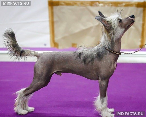 
 китайская хохлатая 