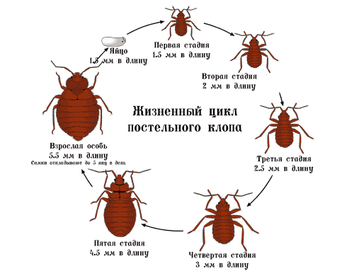 Как кусают клопы домашние: фото и видео с научными пояснениями