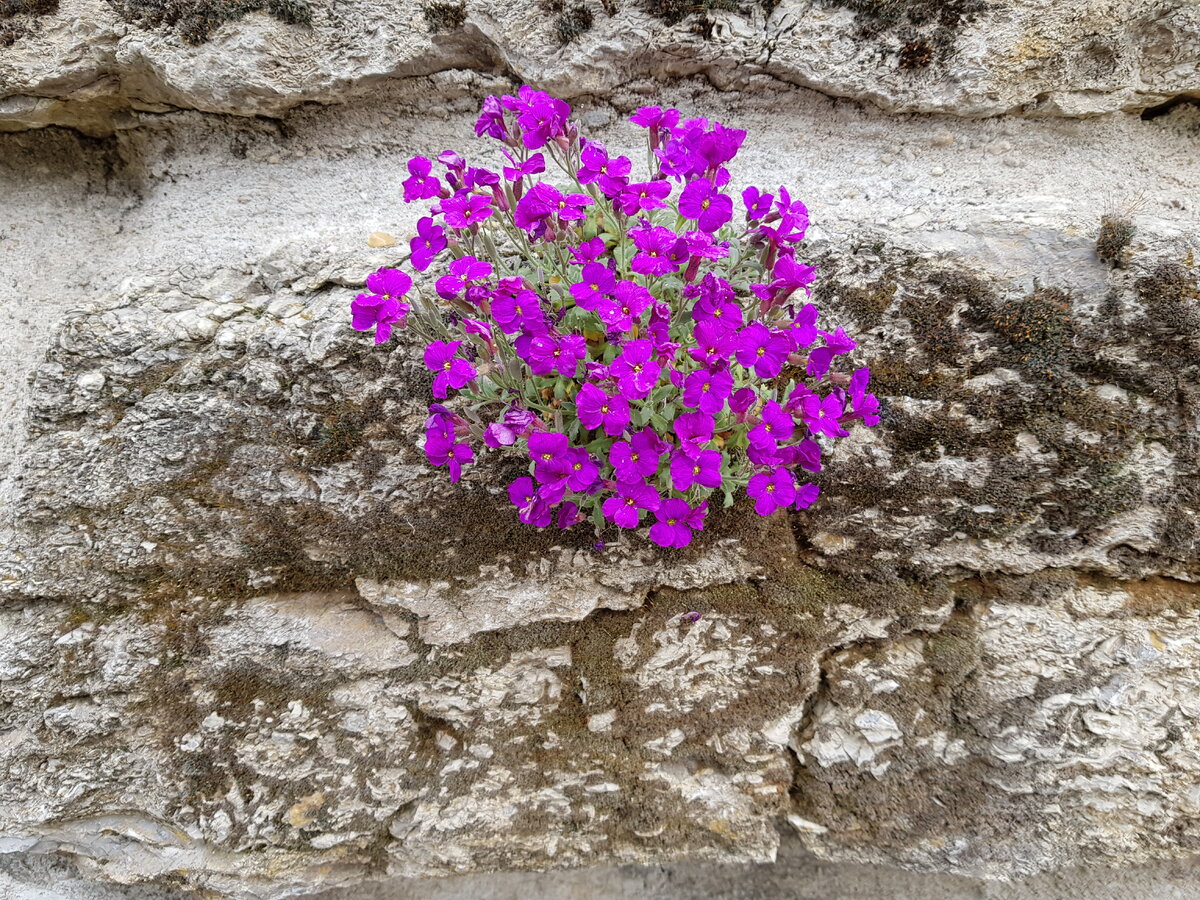 Фиолетовый цвет в Великий пост - символ скорби и печали