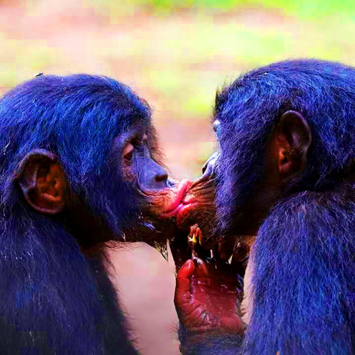 Ну, и, конечно же, бонобо просто обожают целоваться.