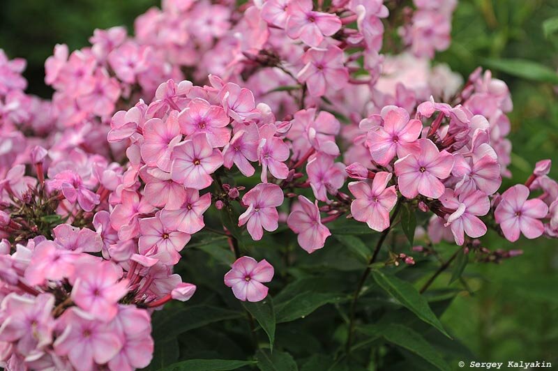 Флокс Секрет