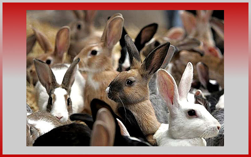 Кролики не грызуны, а относятся к зайцевым.