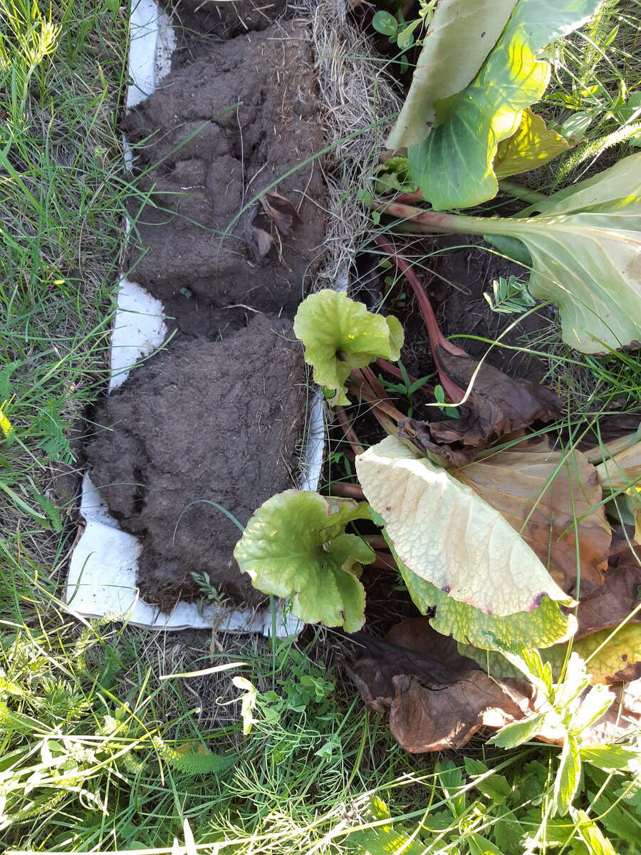 Эта полоска картона в грядке помогла баданам прижиться и начать растить новые листики. Под картоном влага отлично сохранятся на 5-6 дней после полива.