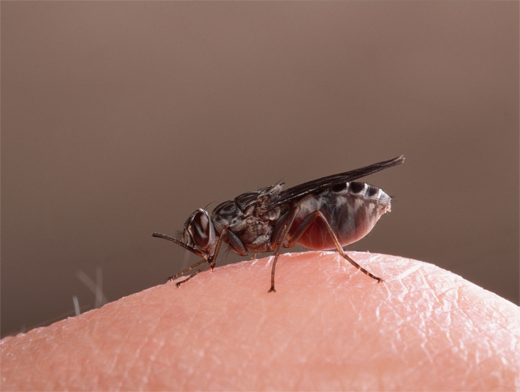 Чаще всего, если муха, клоп, жук садится на тело, приметы обещают: