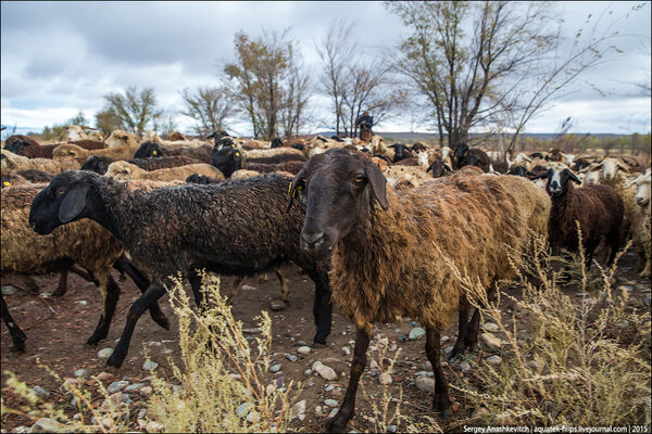 Как в Казахстане осеменяют овец: открыл для себя много нового