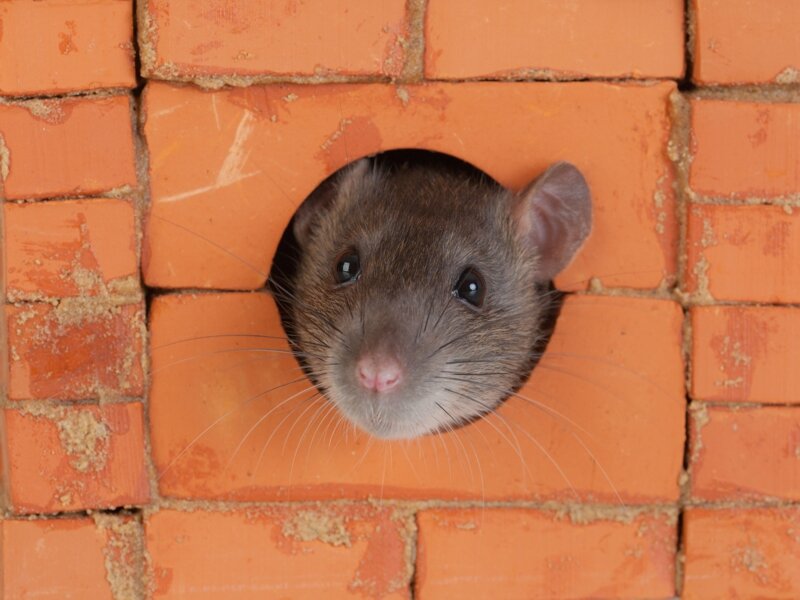 фото с сайта valbrenta.ru