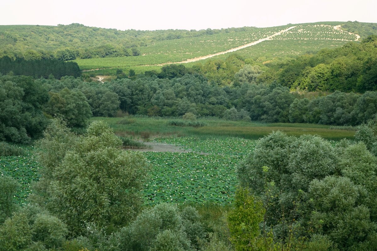 Озеро бам фото Озеро БАМ. Озеро лотосов Это южный кто-то там... Дзен