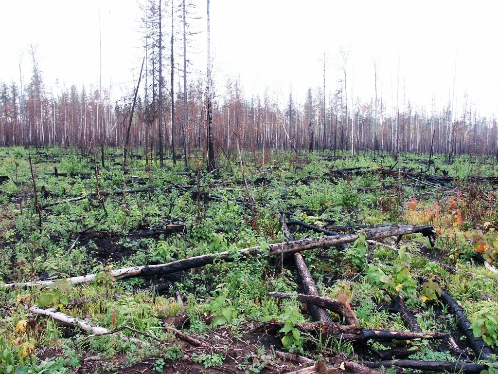 Гарь, фото lpcentr.ru