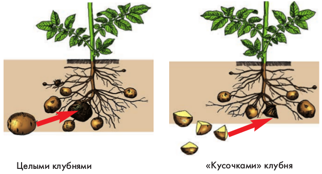 Способ вегетативного размножения картофеля. Размножение картофеля клубнями. Вегетативное размножение клубнями. Вегетативное размножение картофеля. Черенкование картофеля клубнями.