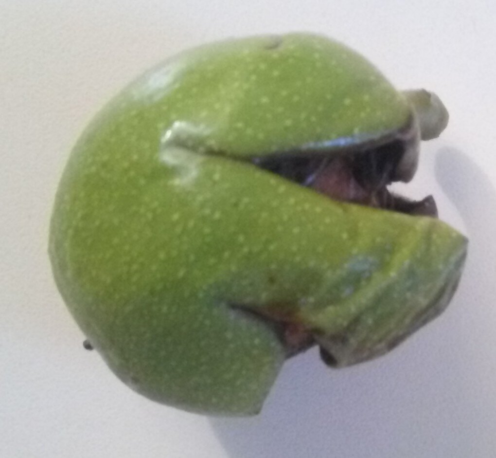 Такие орехи считаются спелыми. Фото автора.