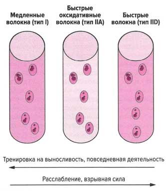 Схематическое изображение отдельных типов мышечных волокон и возможных видов их трансформации вместе с функциональной адаптацией