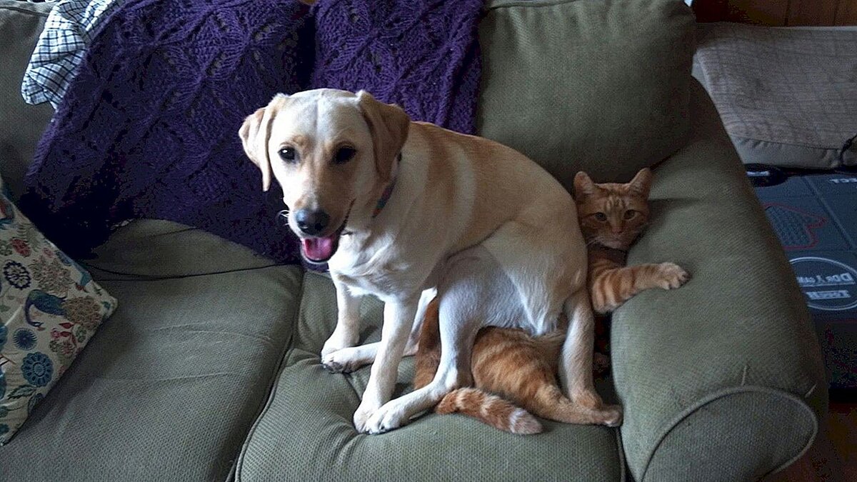 ru.myhappypatshop.com