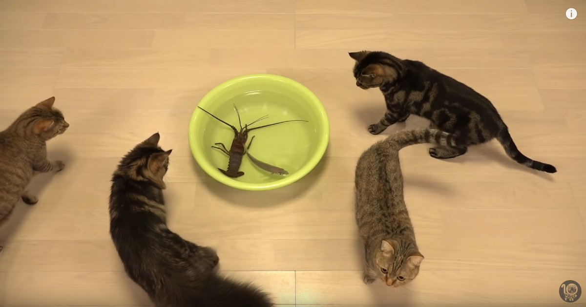 Источник: Youtube-канал "10 Cats