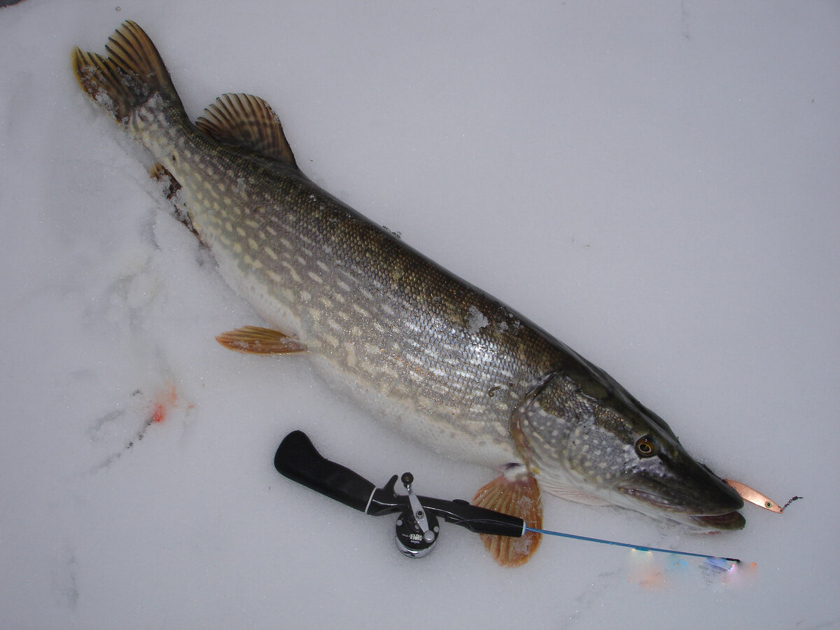 блесна колеблющаяся bay de noc swedish pimple #4 цв. блесна bay de noc swedish pimple 7 (21 г) pglo. прыщи на судака. блесна шведский прыщ. блесна swedish pimple # 3 gzr.