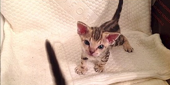 А это - "шотландский сфинкс", как утверждает продавец.