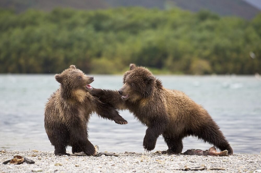 Дикая россия видео. Камчатка медведи. Царство бурого медведя. Медвежата играют. Первозданная природа.