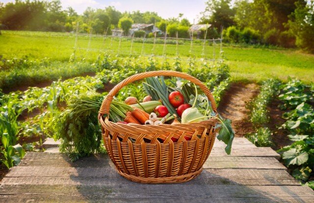 https://pics.botanichka.ru/wp-content/uploads/2019/07/pochemu-ya-ne-kopayu-04-640x415.jpg