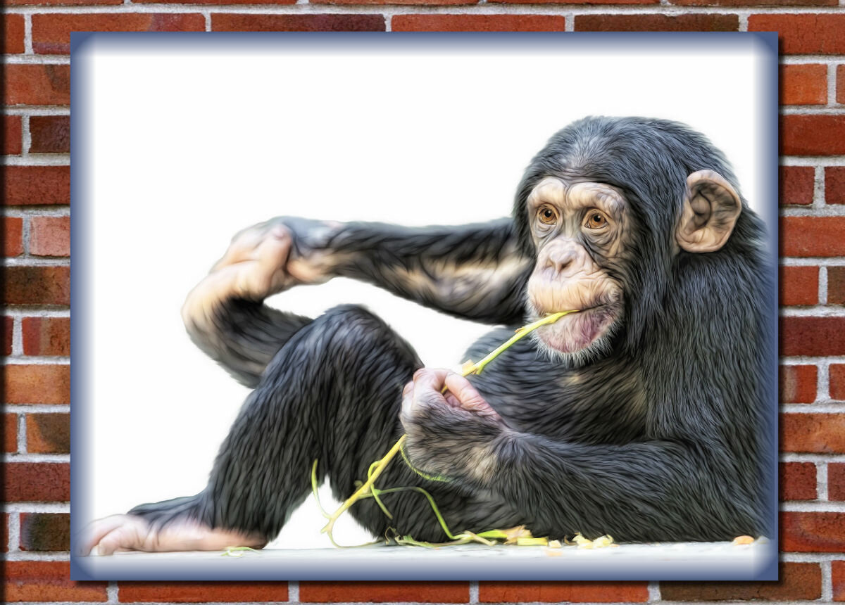 Шимпанзе способны заучивать до нескольких сотен слов из языка глухонемых и общаться с людьми с их помощью.