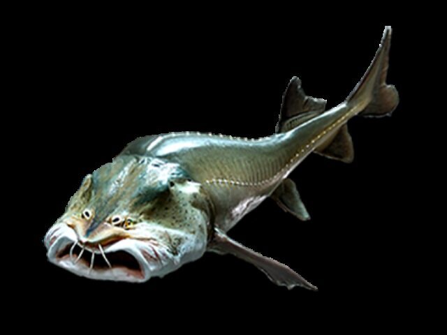 Фото взято из интернета