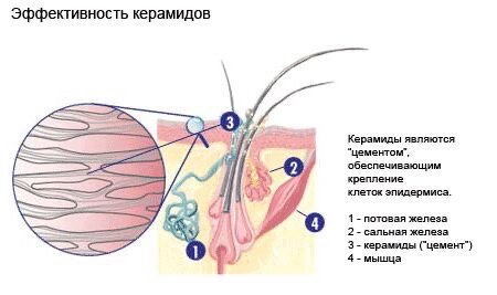 Изображение https://ru.pinterest.com