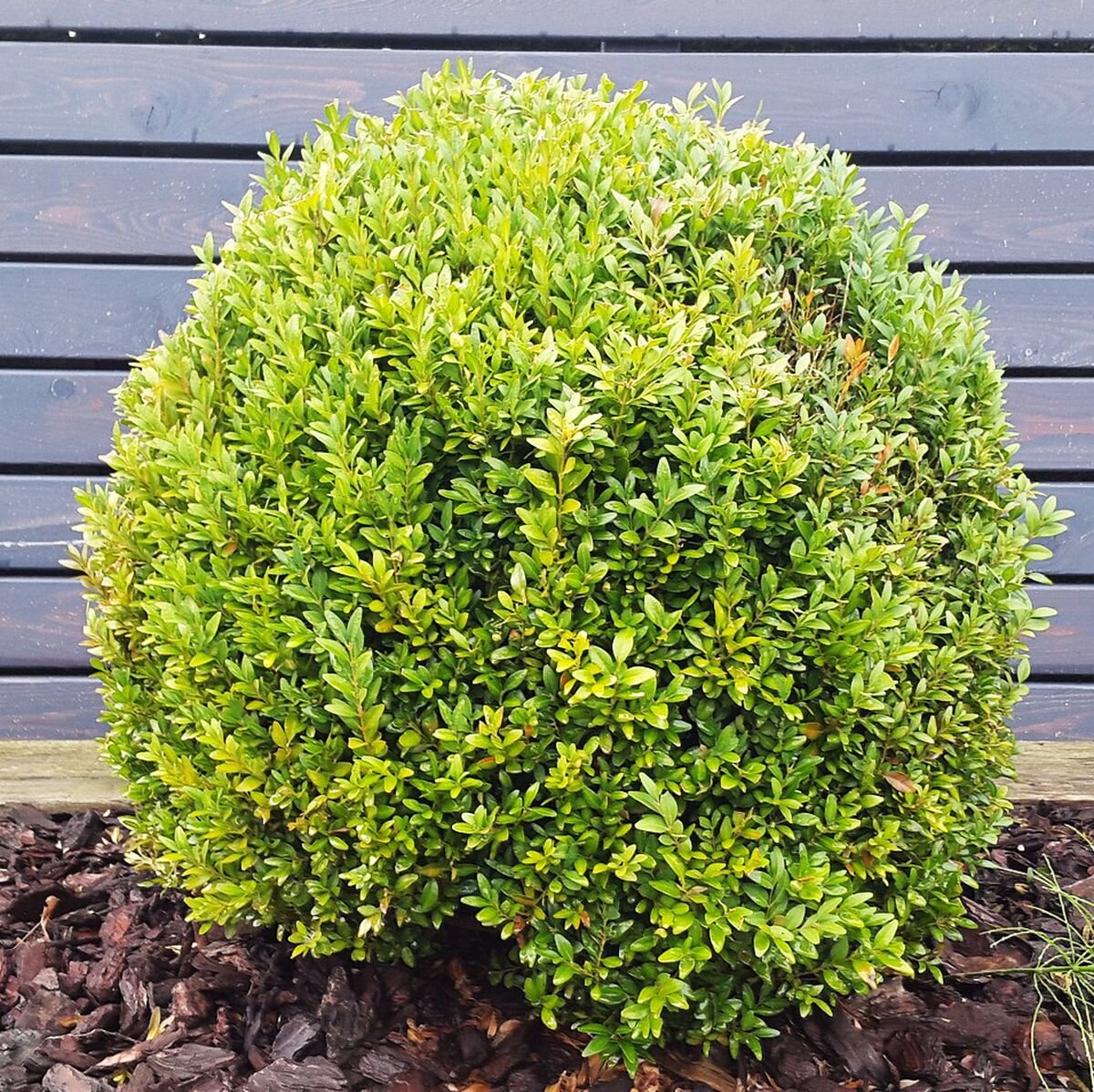  Самшит вечнозелёный (на латыни Buxus sempervirens).