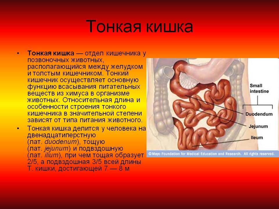 Тонкий кишечник. Отделы тонкого кишечника человека.