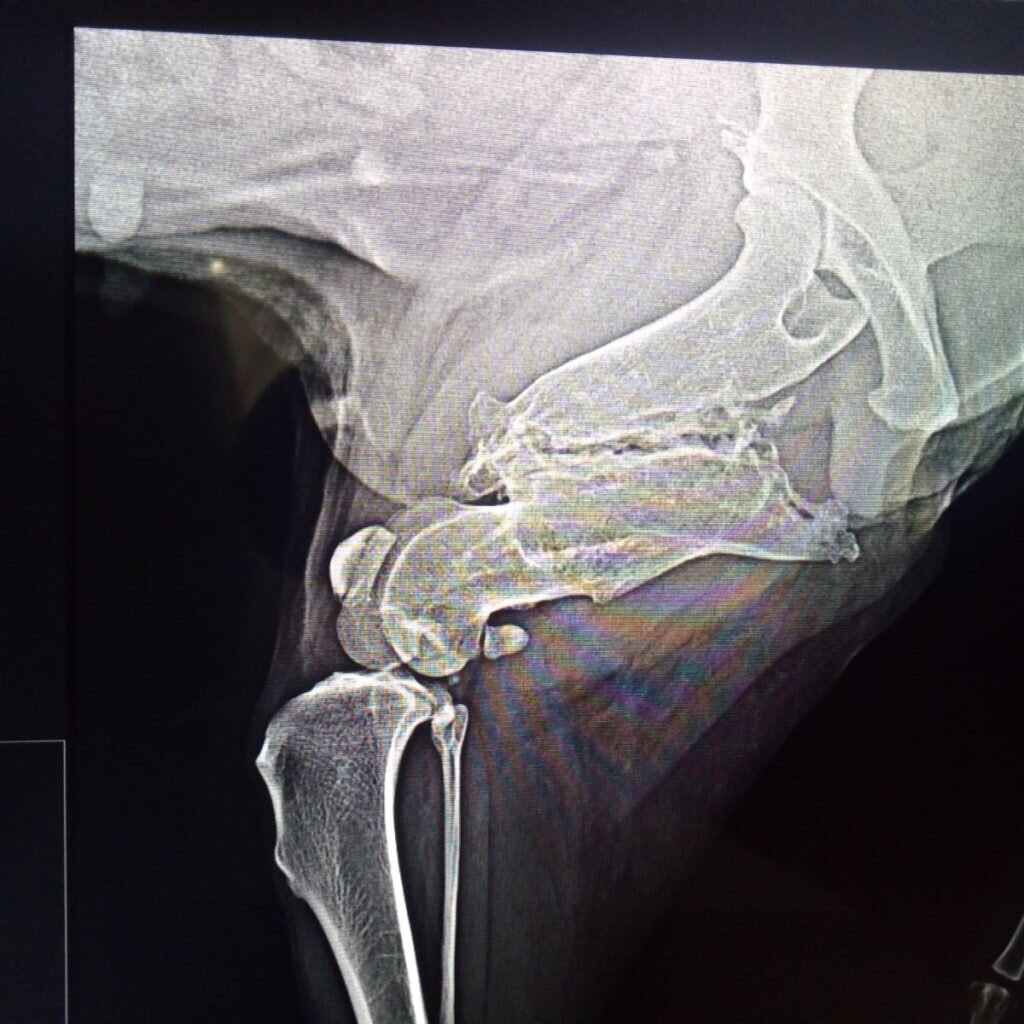 Рис.2 Застарелый перелом бедренной кости у собаки. 