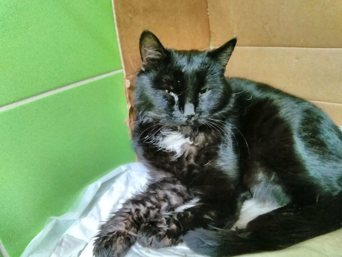 Карат в клинике. Фотография взята из группы приюта в Вконтакте "KOT57: приют бездомных животных, г.Орёл".