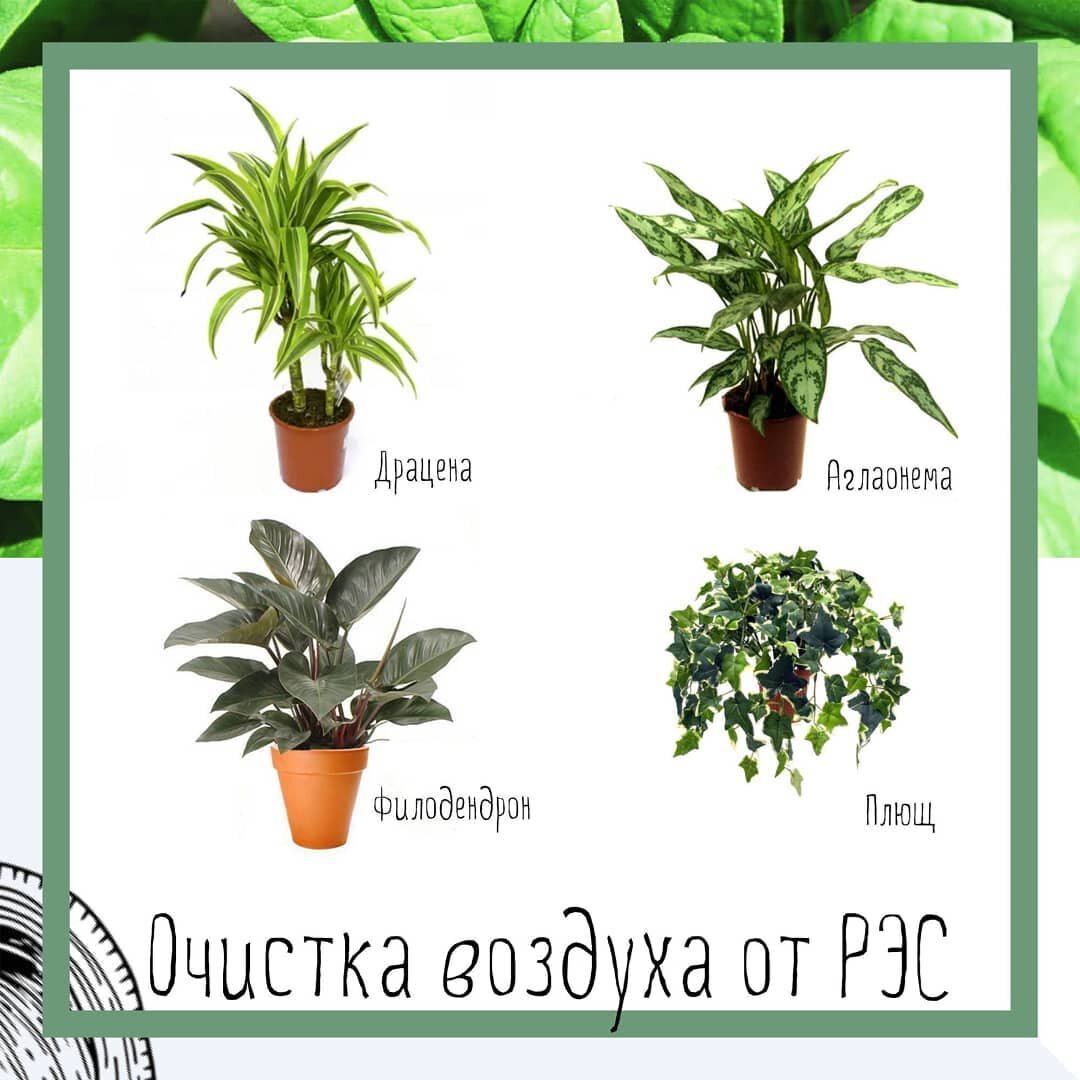 Растения для очистки воздуха