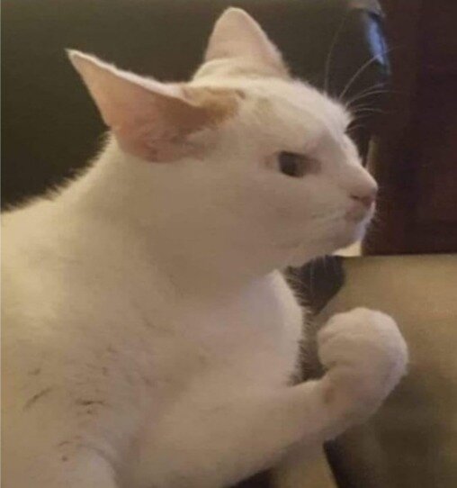 Злой котик