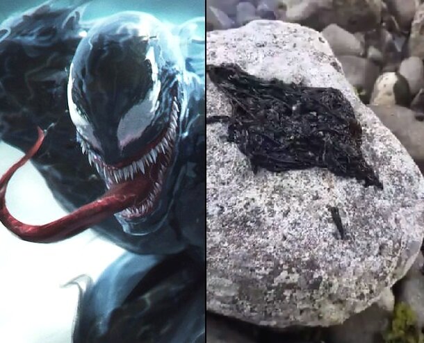 Найден паразит напоминающий симбиота Венома.