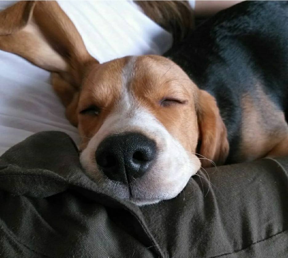 Наша модель - Бигль по имени Сёма - https://www.instagram.com/semsem_beagle/ 