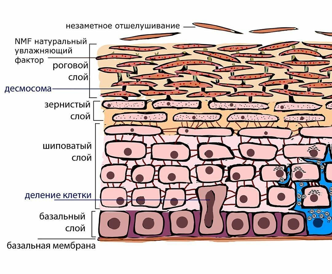 Внешние слои кожи