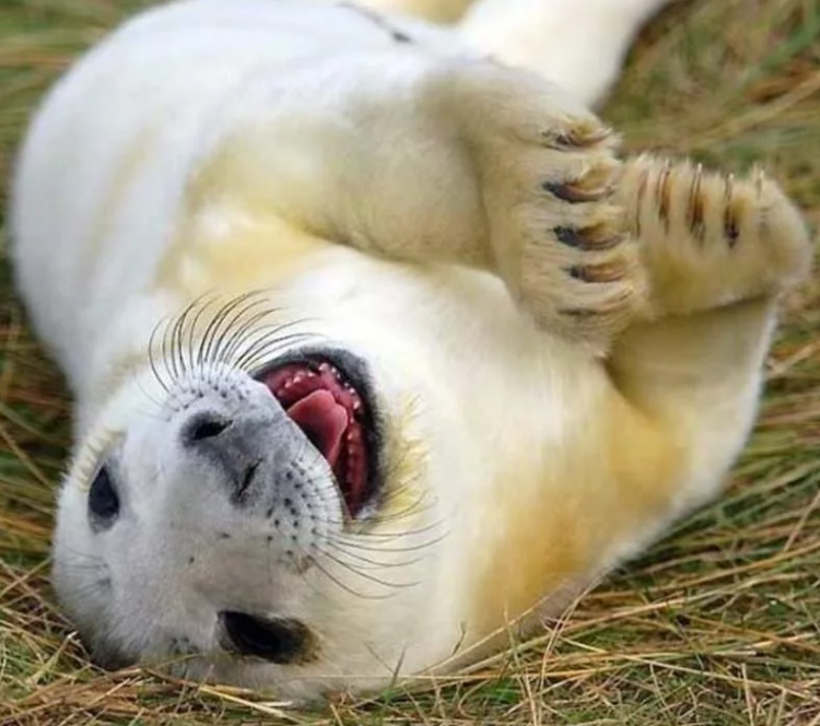 Животные улыбаются. Источник - Яндекс.Картинки. Подборка - "Мир Фауны"